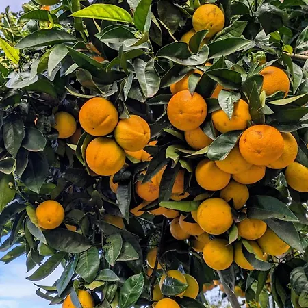 La Bodeguita Byfwtrealestate Casa vacanze Icod De Los Vinos